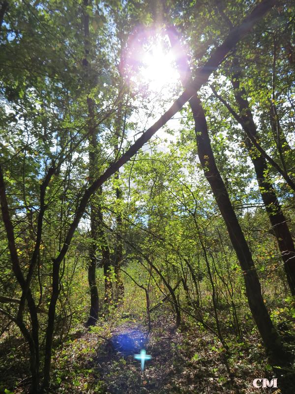 lumière célecte en forêt